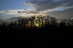 Sun Setting Behind Several Cypress Trees