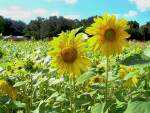 Sunflower Farm