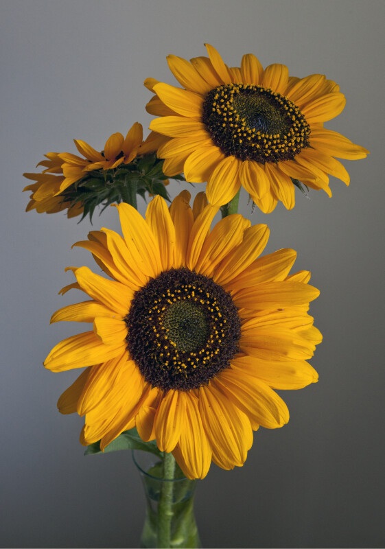 Sunflower Flower Heads