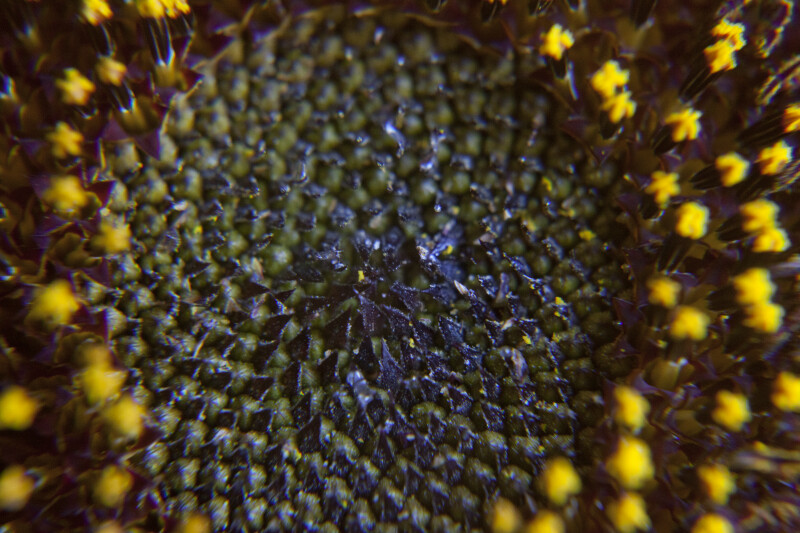 Sunflower Head Inner Disc