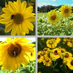 Sunflower photographs