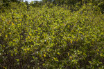 Sunlit, Light-Green Leaves of a Shrub at Biscayne National Park