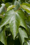 Sunlit Maple Leaf