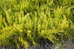 Sunlit Shrub at the Flamingo Campgrounds of Everglades National Park