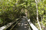 Sunny Boardwalk