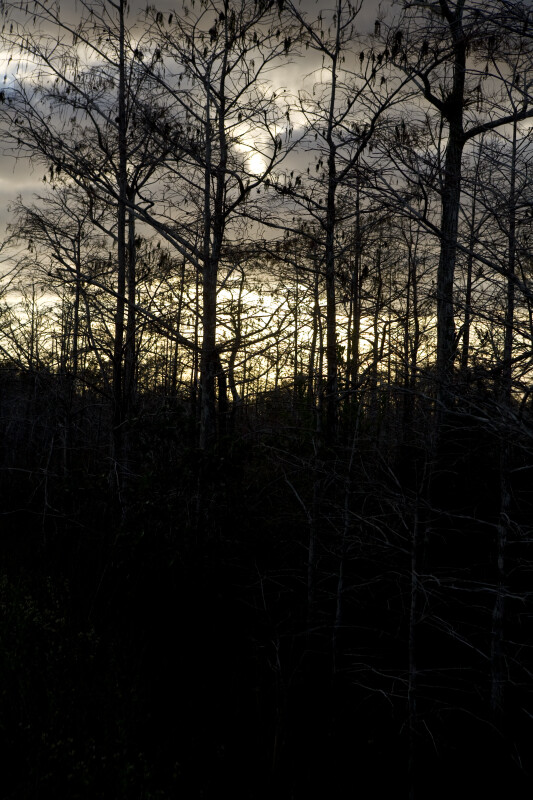 Sunset at Dwarf Cypress Forest