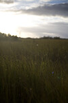 Sunset Over the Sawgrass