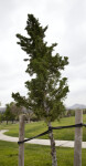Supported Chinese Juniper at Martha McLean – Anza Narrows Park