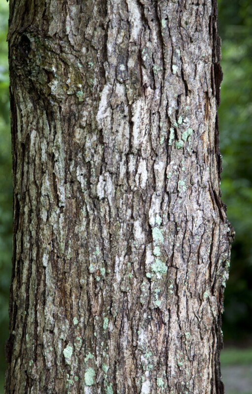 Swamp Chestnut Oak Bark