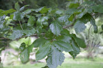 Swamp Chestnut Oak Leaves