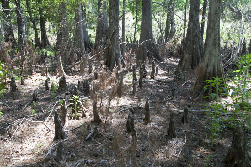 Swamp Cypress and Cypress Knees at Chinsegut Wildlife and Environmental Area