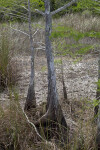 Swamp Cypresses Growing Amongst Grass at Pa-hay-okee Overlook of Everglades National Park