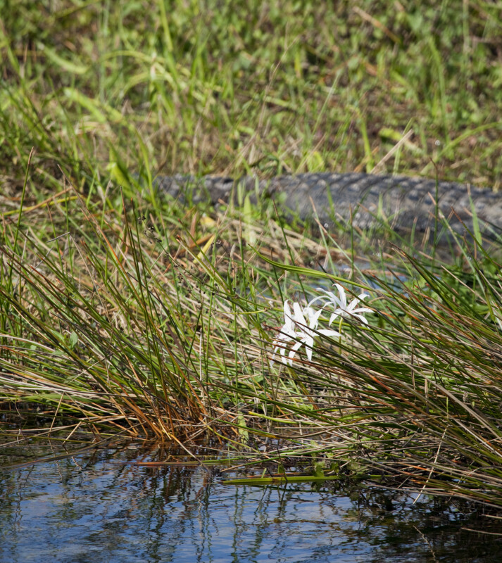 Swamp Lilies and Alligator