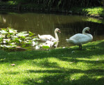 Swan and Cygnets