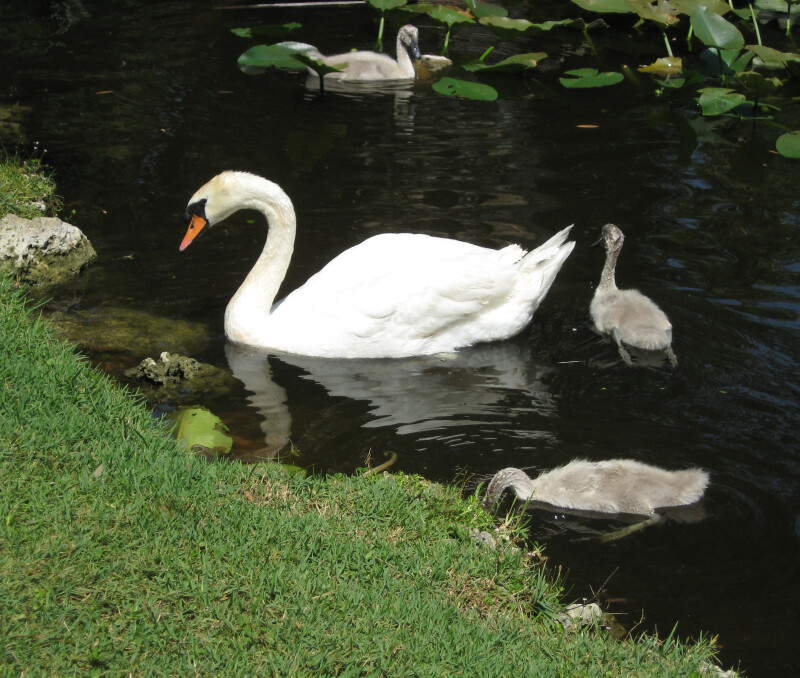 Swan and Three Cygnets