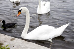Swan at Nymphenburg Palace Pool
