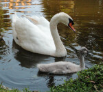 Swan Following Cygnet