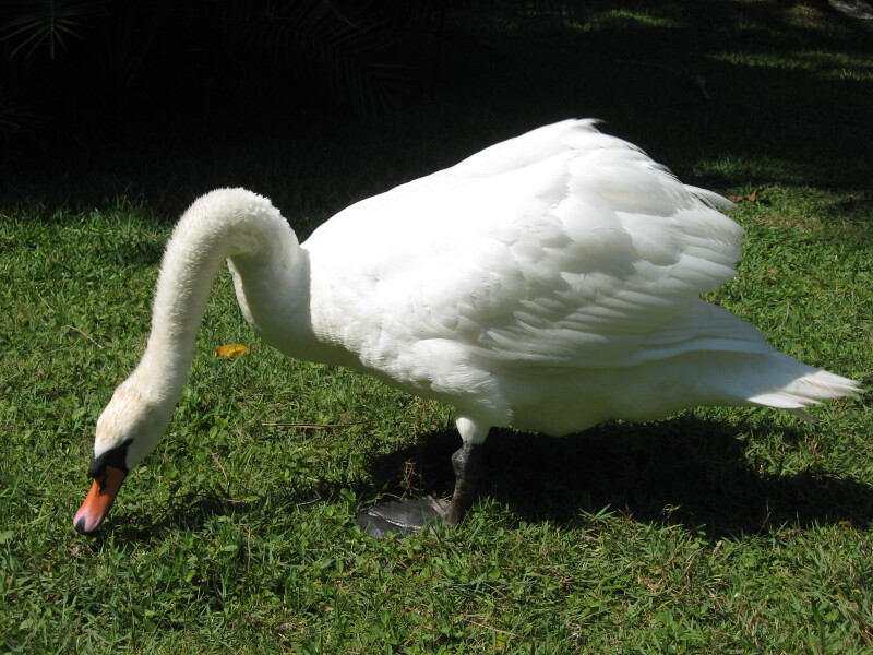 Swan Foraging