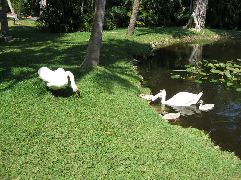 Swan Guarding Cygnets