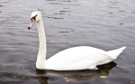 Swan in Canal