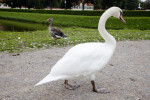 Swan on Gravel Path