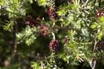 Swan River Pea Branch