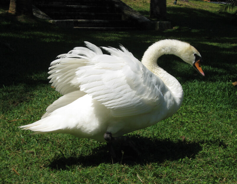 Swan with Wings Spread