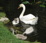 Swans by Shore