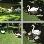 Swans photographs