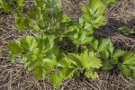 Sweet Basil at the Fruit and Spice Park