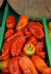 Sweet Cubanelle peppers (Capsicum annuum)