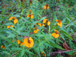 Sweet Mace Plant Flowers