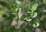 Sweet Marjoram at the Fruit and Spice Park