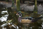 Swimming Duck at The Florida Aquarium