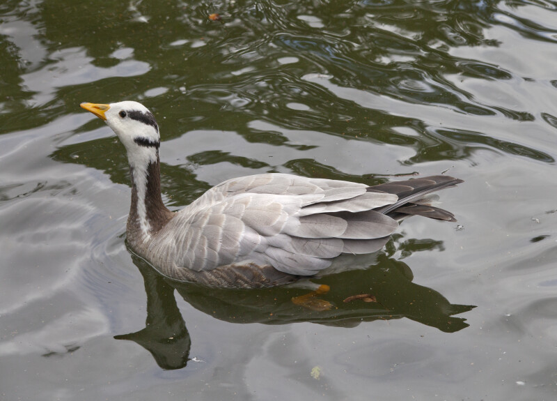 Swimming Duck With Head Up