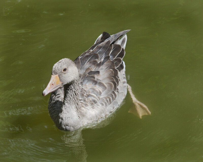 Swimming Grey Duck