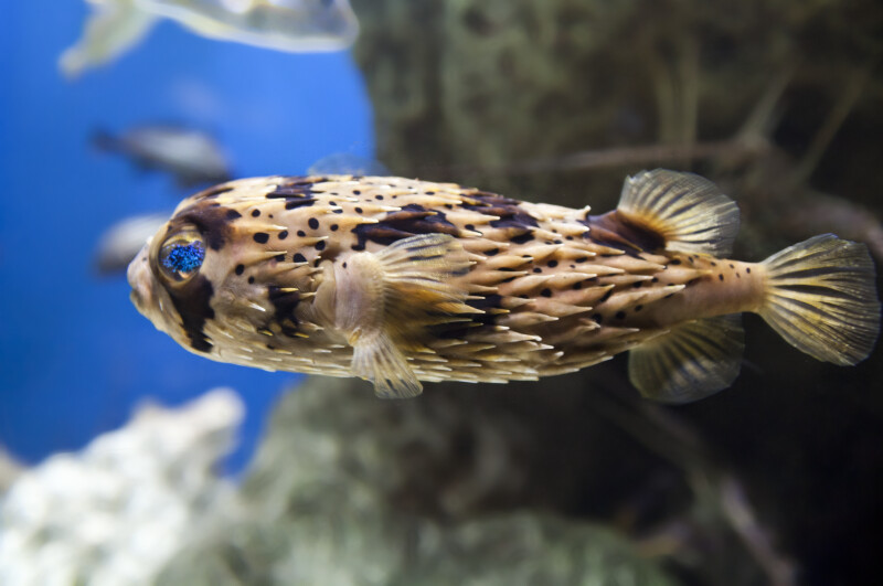 Swimming Long-Spine Porcupine Fish at The Florida Aquarium