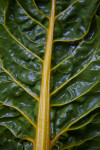 Swiss Chard Leaf with a Golden Stalk and Veins