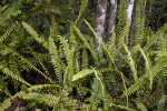 Sword Ferns