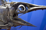 Swordfish Skull
