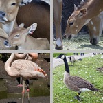 Tagged Animals photographs