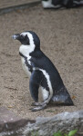 Tagged Black and White Penguin Standing in Dirt