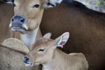 Tagged Gentang Calf