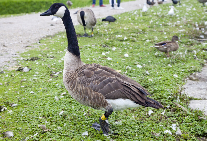 Tagged Goose