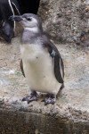 Tagged Penguin