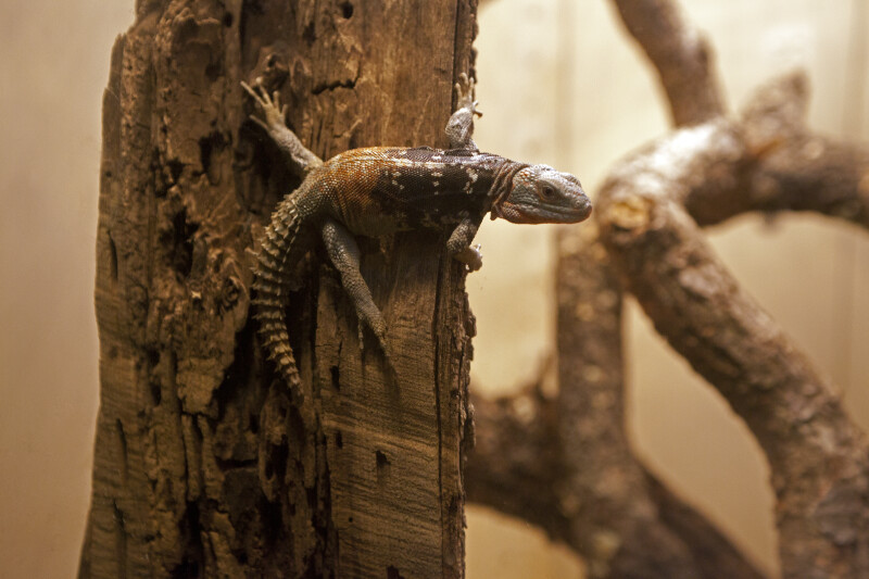 Tailed-Tailed Lizard Attached to Vertical Tree Bark
