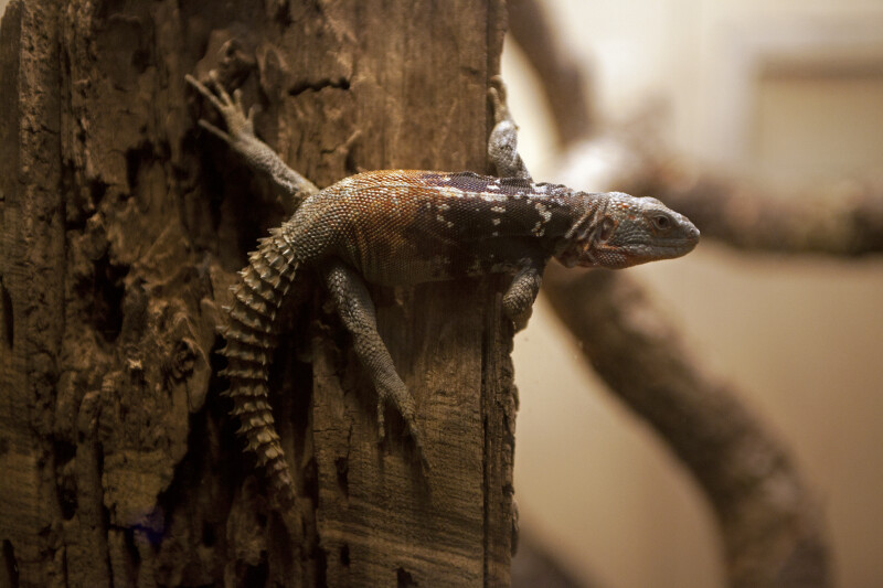 Tailed-Tailed Lizard Close-Up