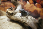 Tailed-Tailed Lizard's Lifting Head