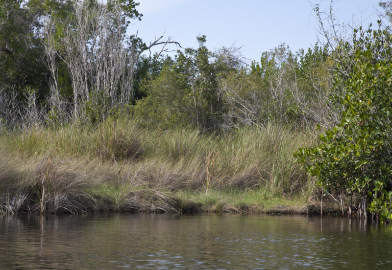 Tall, Bare Mangrove Branches and Grass at Halfway Creek in Everglades National Park