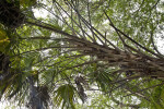 Tall, Branching Palm Tree